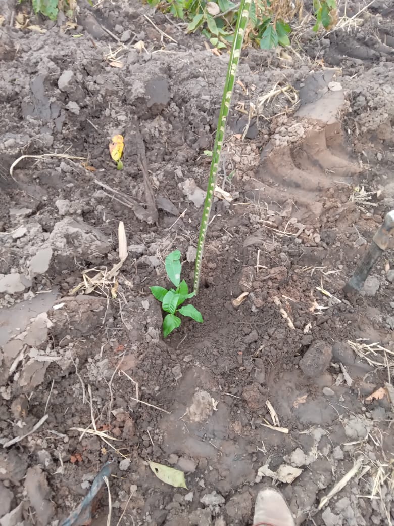 2024_03_qwesi_beginnt_als_farmer_001.jpeg
Size: 165.97 KB
Created: 2025-09-05 15:25:51
Edited: 2024-03-24 09:56:54
Mime Type: image/jpeg